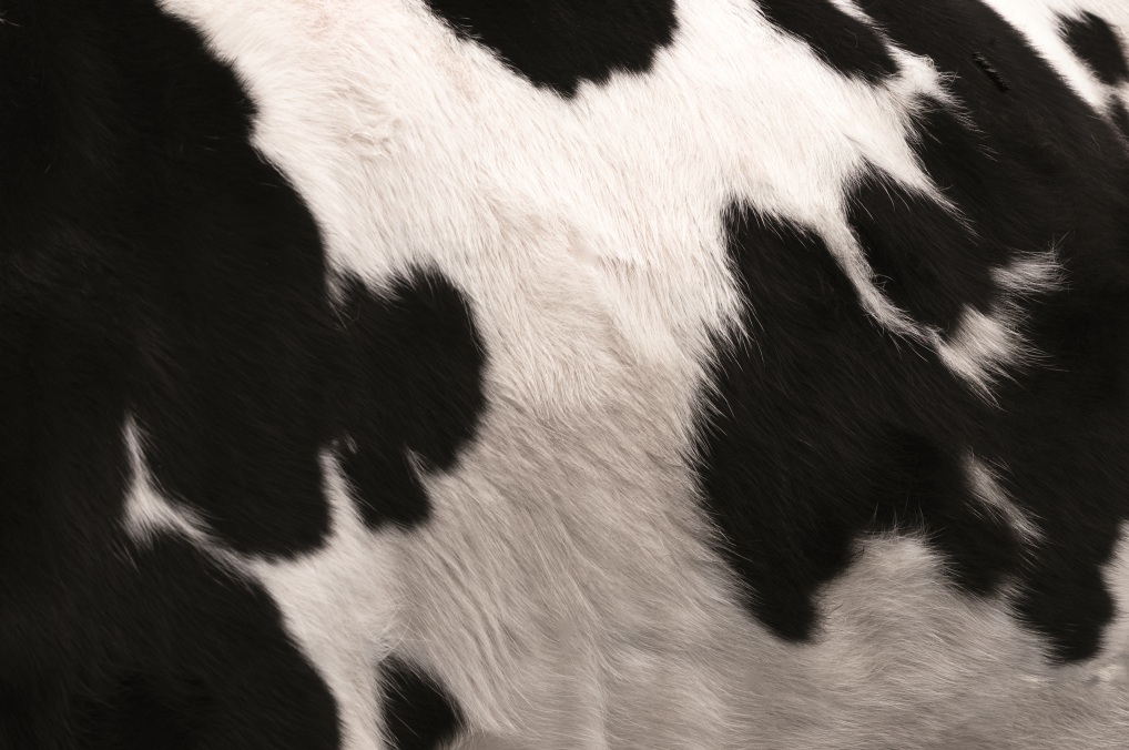 Cow print.jpg
